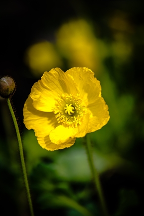 野生黄色罂粟花图片